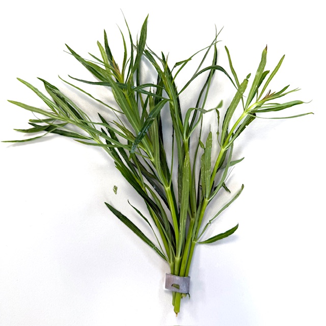 Eustralis stellata grof in bundel